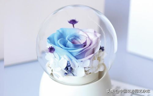 玩轉(zhuǎn)時(shí)尚元素 比拼精巧創(chuàng)意——禮品花卉銷(xiāo)售新趨勢(shì)