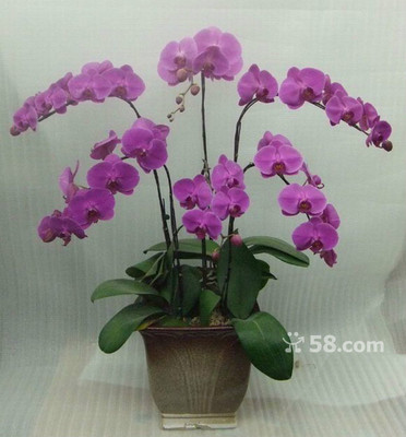 青島禮花傳情，品質(zhì)服務(wù)隨心——58網(wǎng)鄰?fù)▽?zhuān)業(yè)禮品花卉銷(xiāo)售解決方案